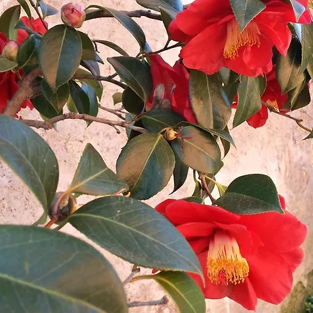La Casa In Campagna 卡潘诺里